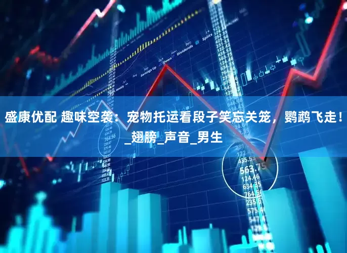 盛康优配 趣味空袭：宠物托运看段子笑忘关笼，鹦鹉飞走！_翅膀_声音_男生